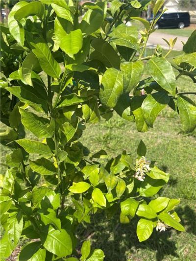 10660 Wood Ibis Ave, Bonita Springs, FL 34135 Photo