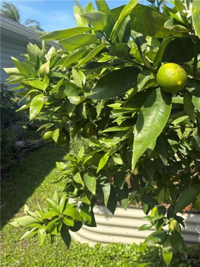 10660 Wood Ibis Ave, Bonita Springs, FL 34135 Photo