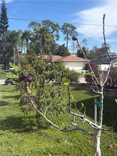 10660 Wood Ibis Ave, Bonita Springs, FL 34135 Photo