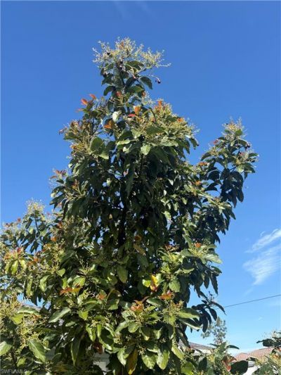 10660 Wood Ibis Ave, Bonita Springs, FL 34135 Photo