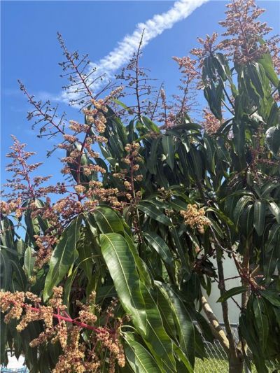 10660 Wood Ibis Ave, Bonita Springs, FL 34135 Photo