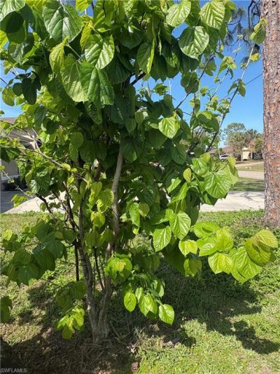 10660 Wood Ibis Ave, Bonita Springs, FL 34135 Photo