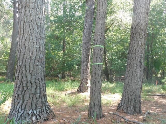 8662 Palmetto Road Photo 8