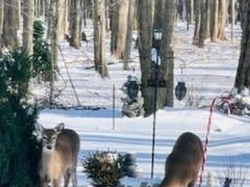 179 Herrmann Drive, Avon Lake, OH 44012 Photo 2