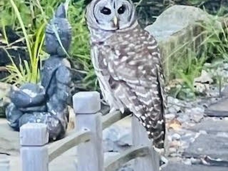 179 Herrmann Drive, Avon Lake, OH 44012 Photo 3