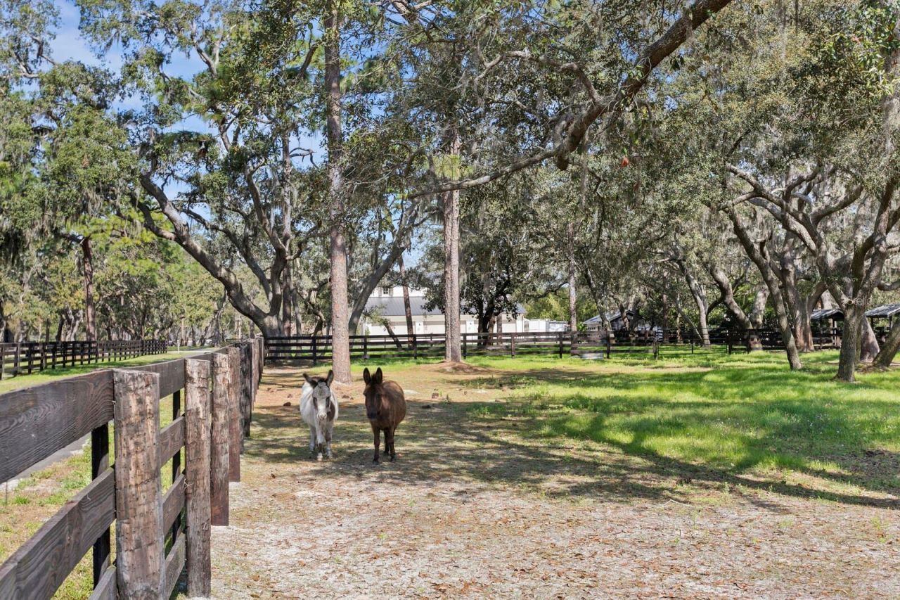 10101 Tarpon Springs Road , Odessa, FL 33556 Photo