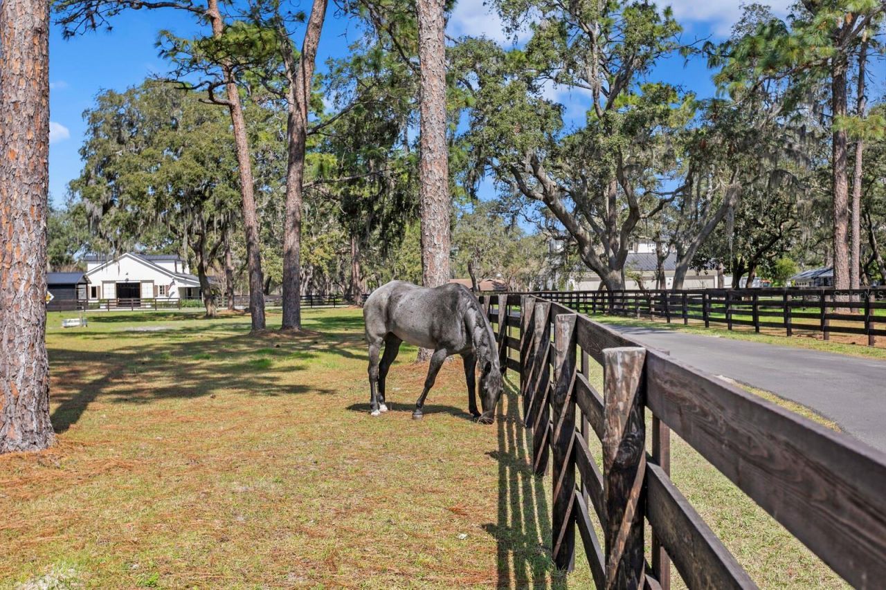 10101 Tarpon Springs Road , Odessa, FL 33556 Photo