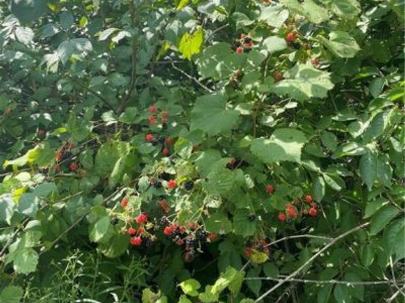 7403 Fairground Road, Blanchester, OH 45107 Photo 15