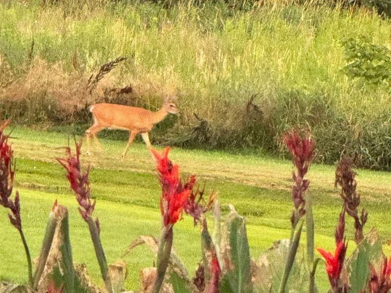 209 W Main Street, North Fairfield, OH 44855 Photo 31