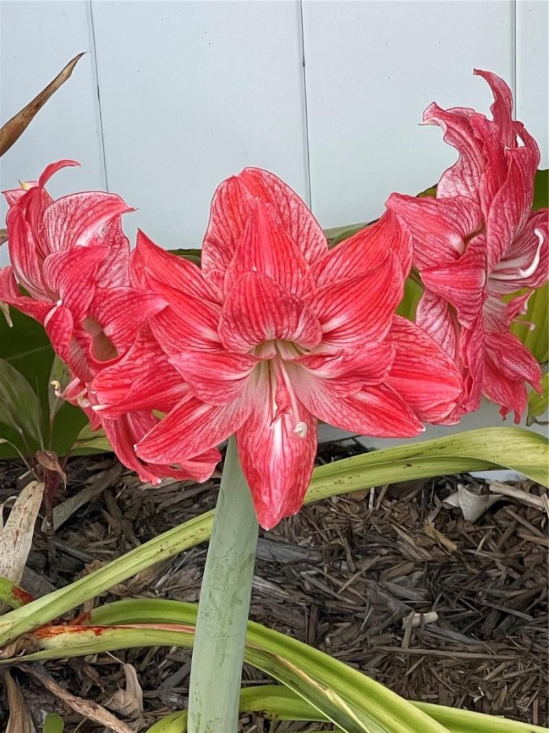 8042 36th Avenue N, Saint Petersburg, FL 33710 Photo