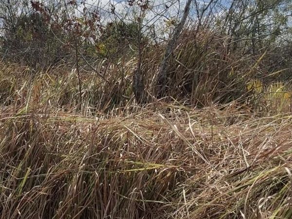 1558 Burney Street SW, Palm Bay, FL 32908