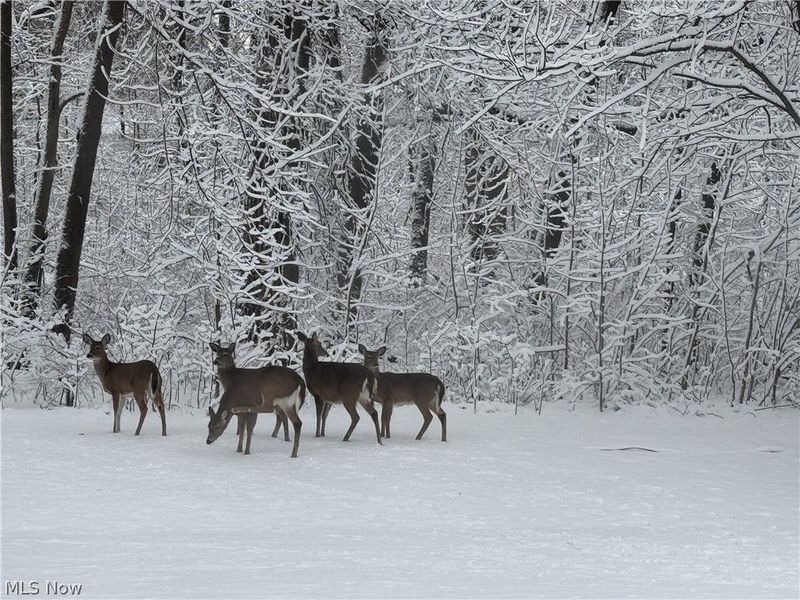 146 Hidden Tree Lane, Amherst, OH 44001 Photo 44