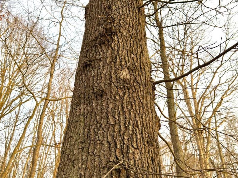 0 St Rt 139, Madison Twp, OH 45653 Photo 17