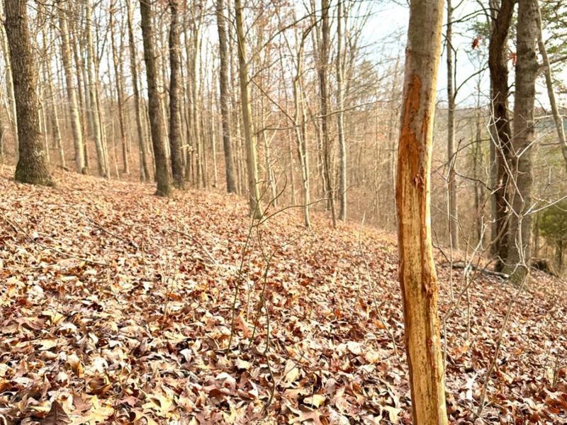 0 St Rt 139, Madison Twp, OH 45653 Photo 18