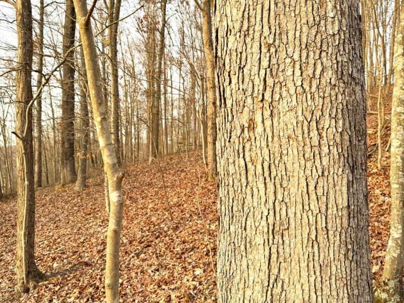 0 St Rt 139, Madison Twp, OH 45653 Photo 4