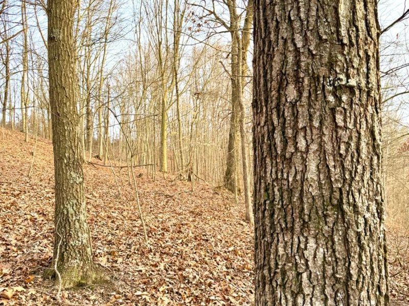 0 St Rt 139, Madison Twp, OH 45653 Photo 5