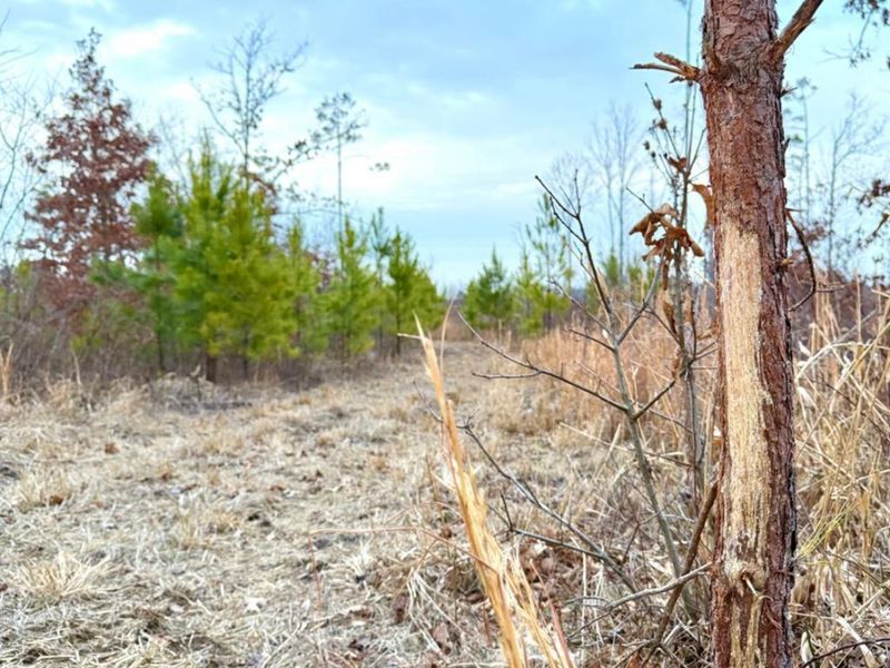 0 St Rt 139, Madison Twp, OH 45653 Photo 51