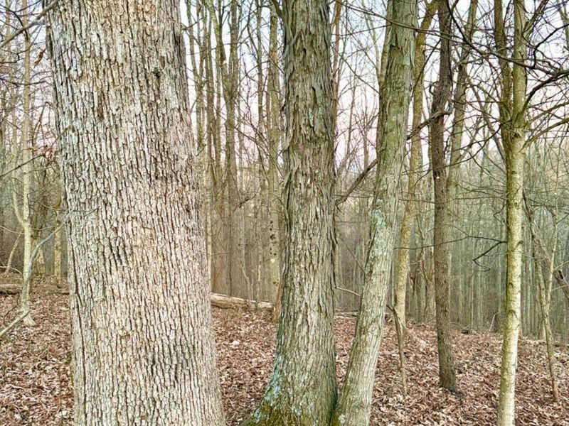 0 St Rt 139, Madison Twp, OH 45653 Photo 77