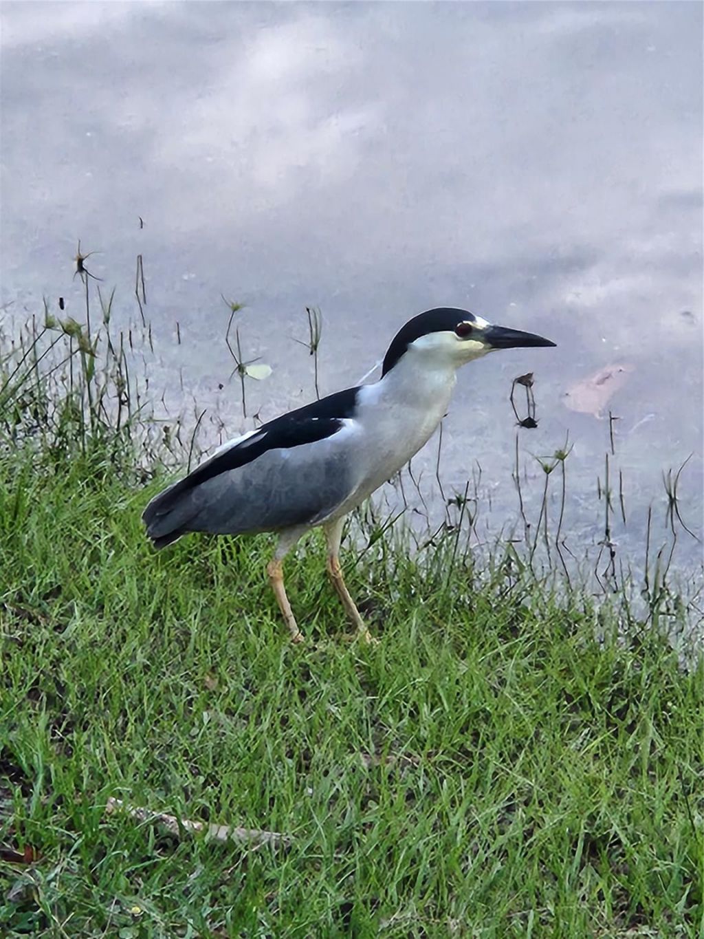 4900 Washington Street, Unit 309, Hollywood, FL 33021 Photo