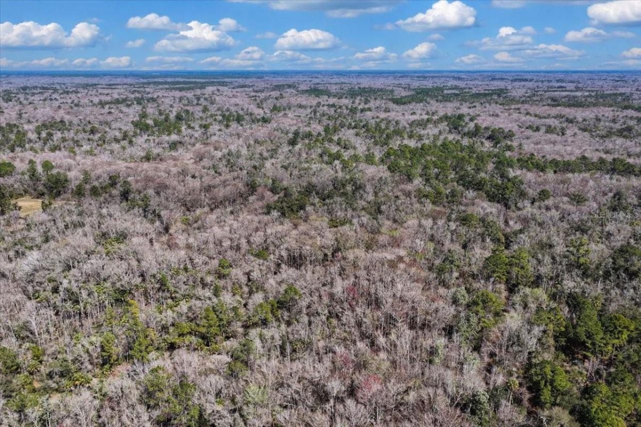 86.77 Acres SW Turtle Pass Road , Chiefland, FL 32626 Photo