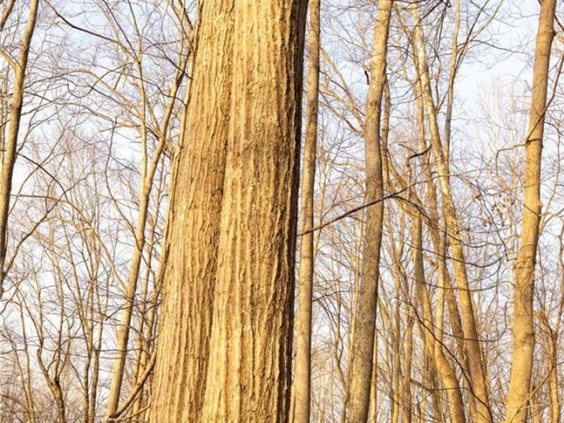 32290 Bailey Run Road, Pomeroy, OH 45769 Photo 9