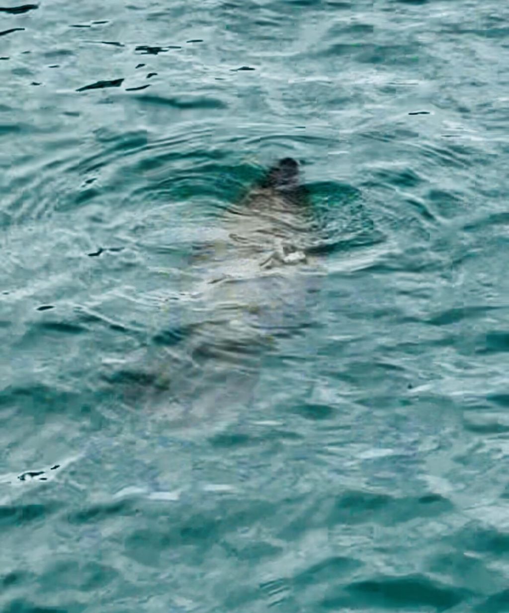 125 S Ocean Avenue, Unit 104, Palm Beach Shores, FL 33404 Photo