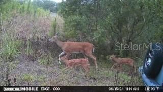 4620 405th Street E, Myakka City, FL 34251 Photo