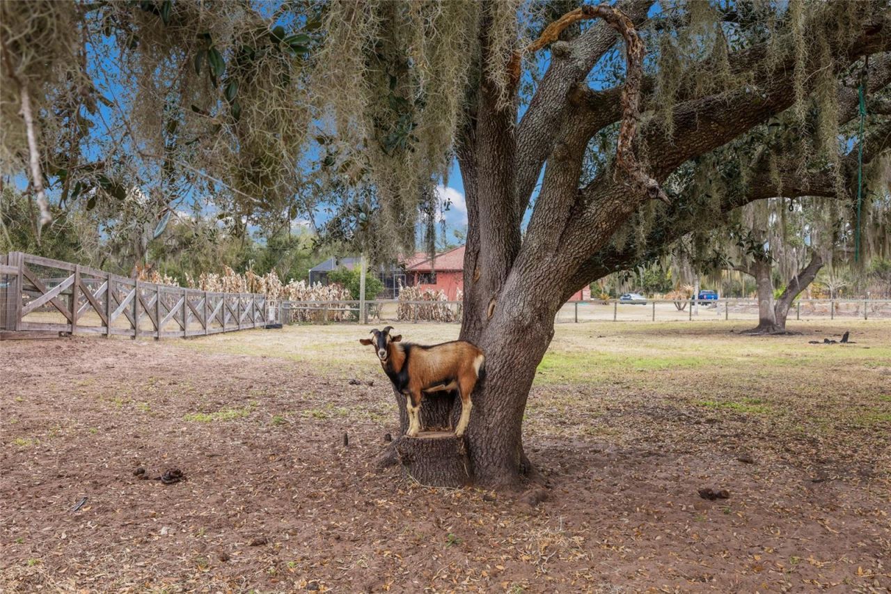 2731 Logue Road, Myakka City, FL 34251 Photo