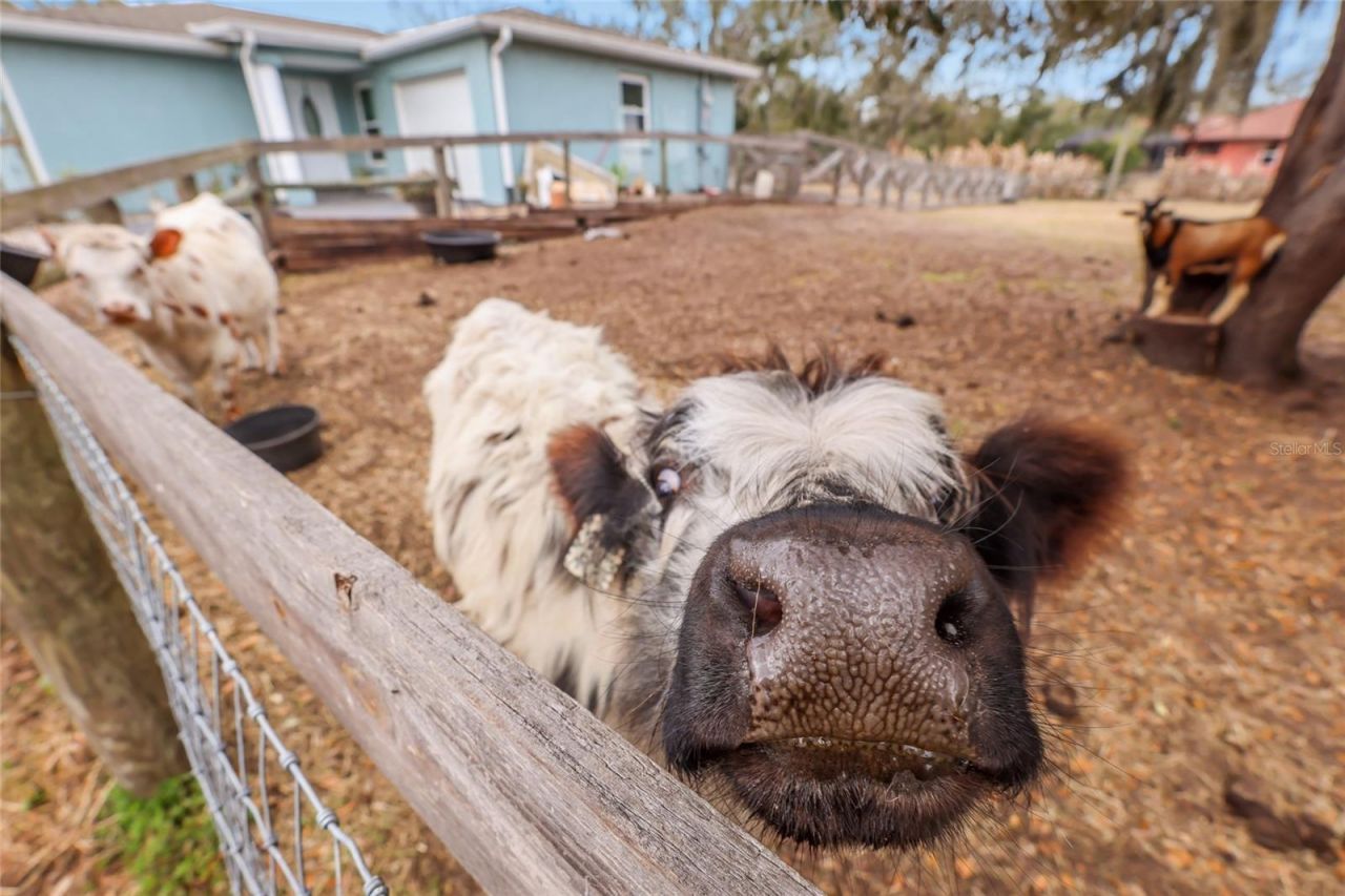 2731 Logue Road, Myakka City, FL 34251 Photo