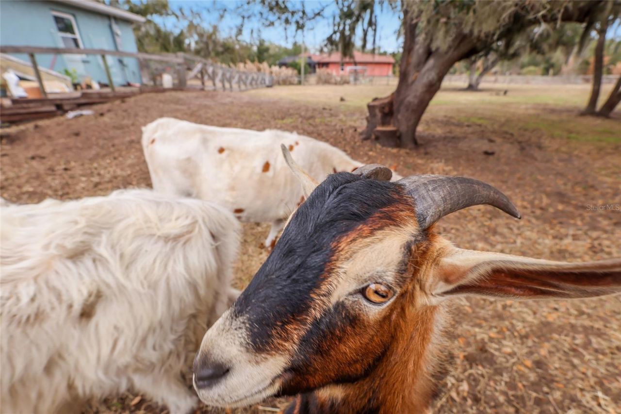 2731 Logue Road, Myakka City, FL 34251 Photo