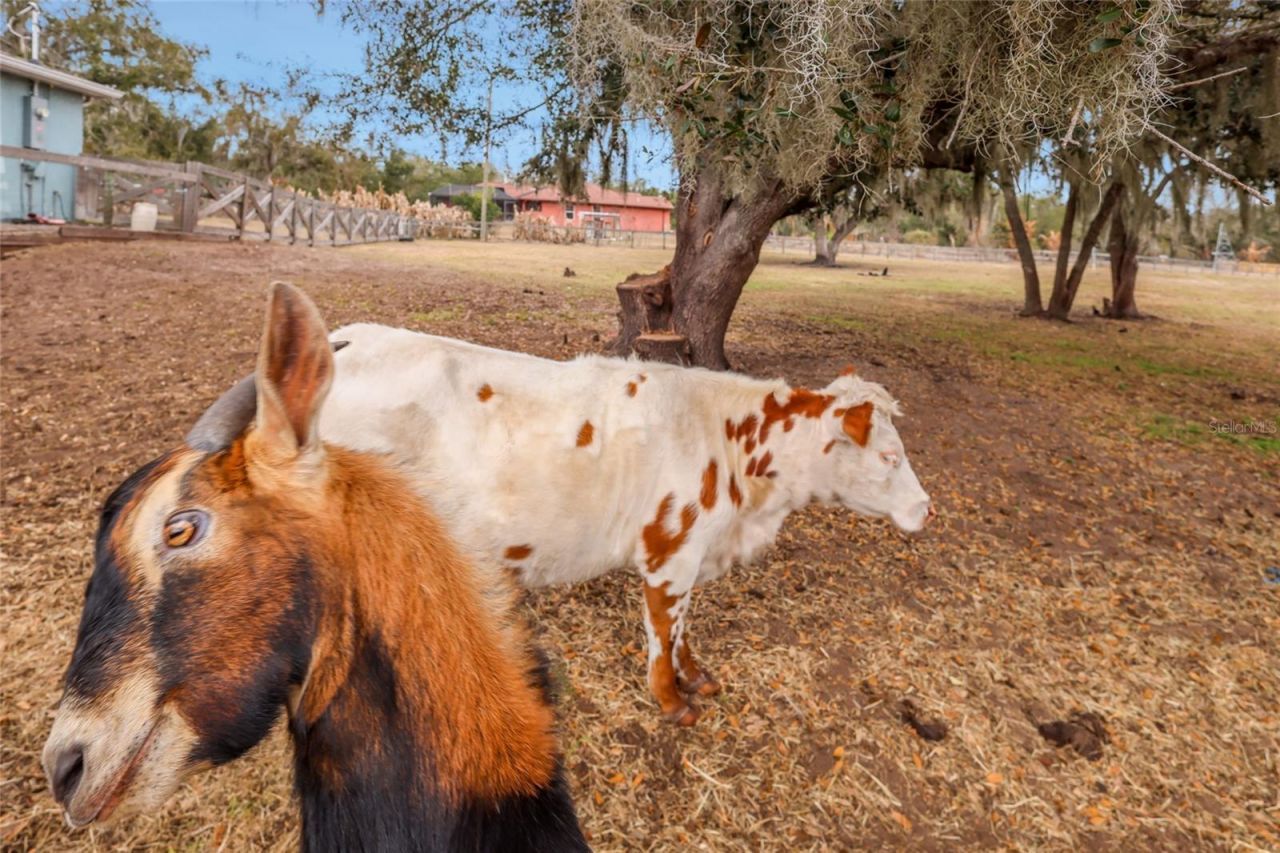 2731 Logue Road, Myakka City, FL 34251 Photo