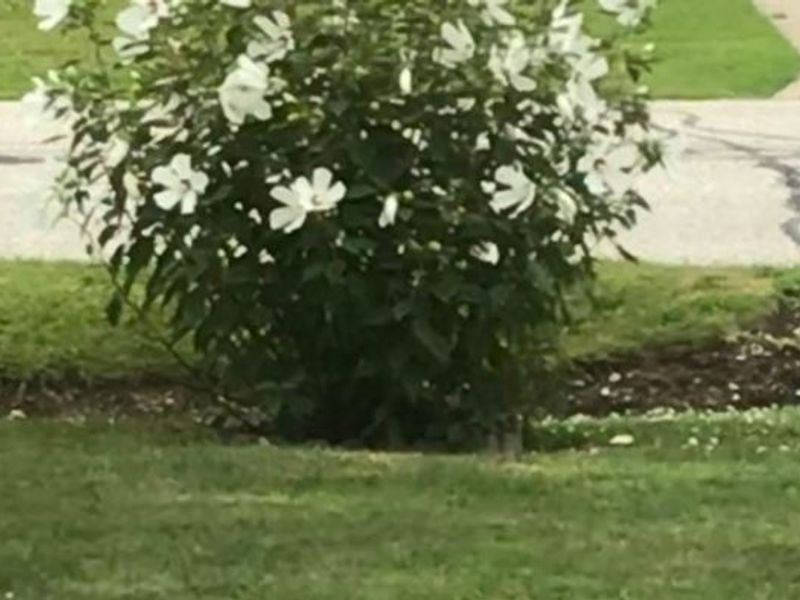 4223 Keller Hanna Drive, Brunswick, OH 44212 Photo 12