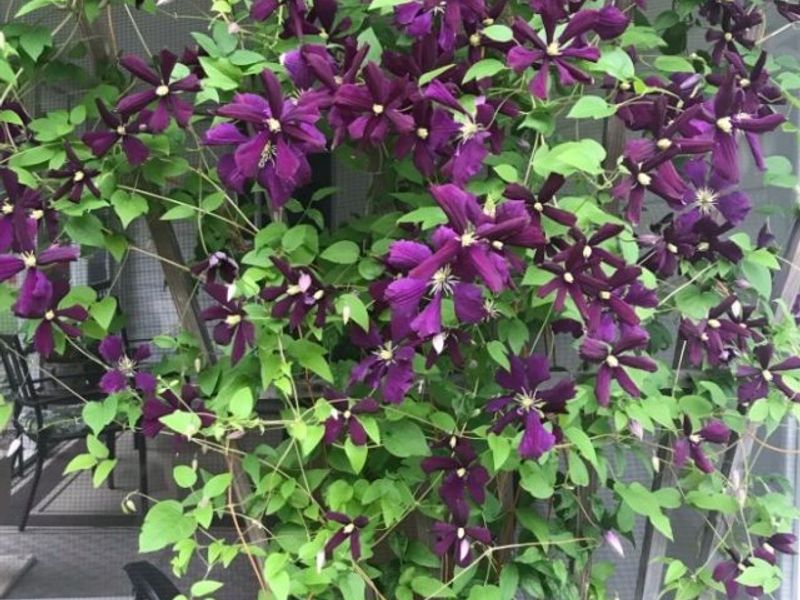 4223 Keller Hanna Drive, Brunswick, OH 44212 Photo 15