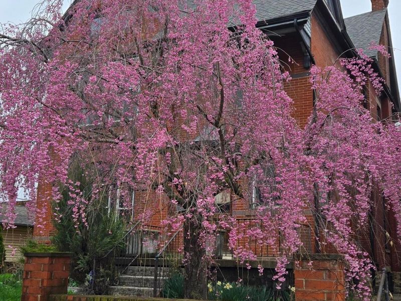 726 Franklin Avenue, Columbus, OH 43205 Photo 18