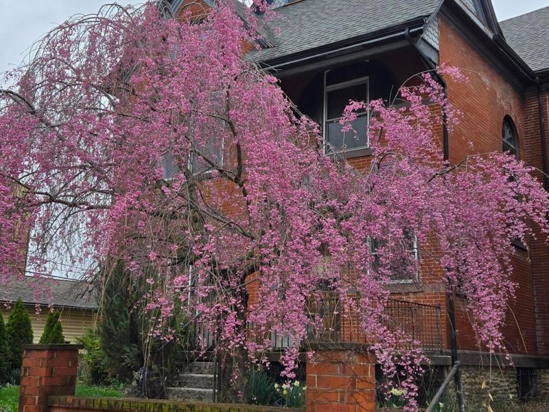 726 Franklin Avenue , Columbus, OH 43205 Photo 19