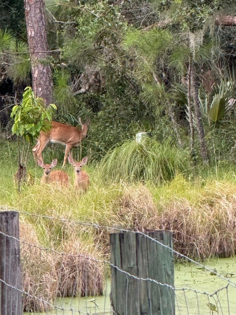 1040 Cracker Hammock , Sebring, FL 33875 Photo