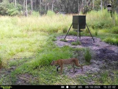 1040 Cracker Hammock , Sebring, FL 33875 Photo