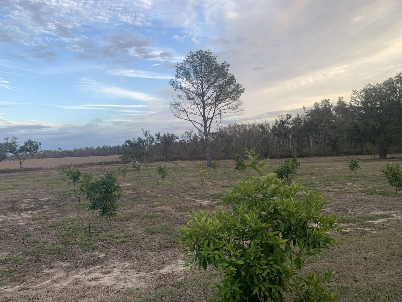 1701 SW Moseley Hall Road , Madison, FL 32340 Photo