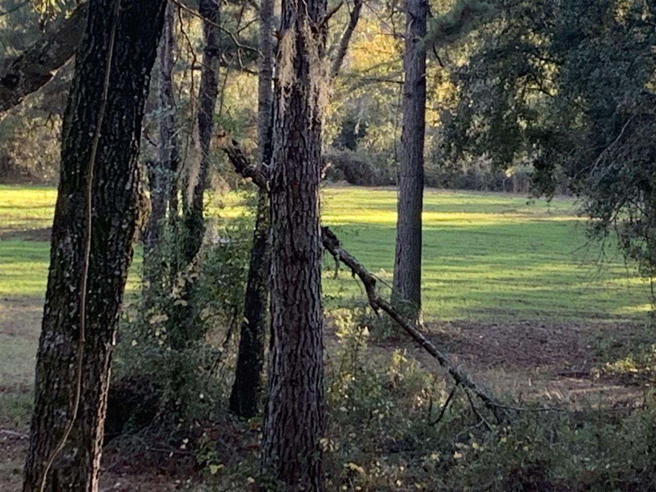 1701 SW Moseley Hall Road , Madison, FL 32340 Photo