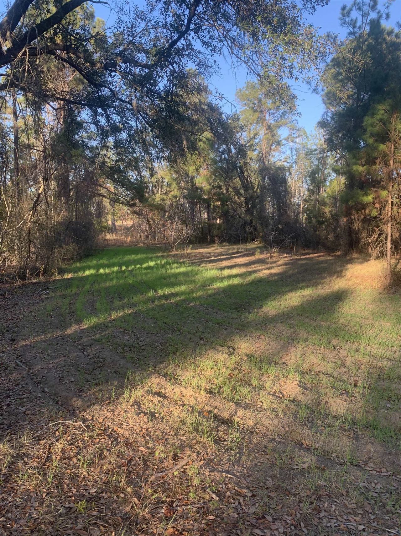 1701 SW Moseley Hall Road , Madison, FL 32340 Photo