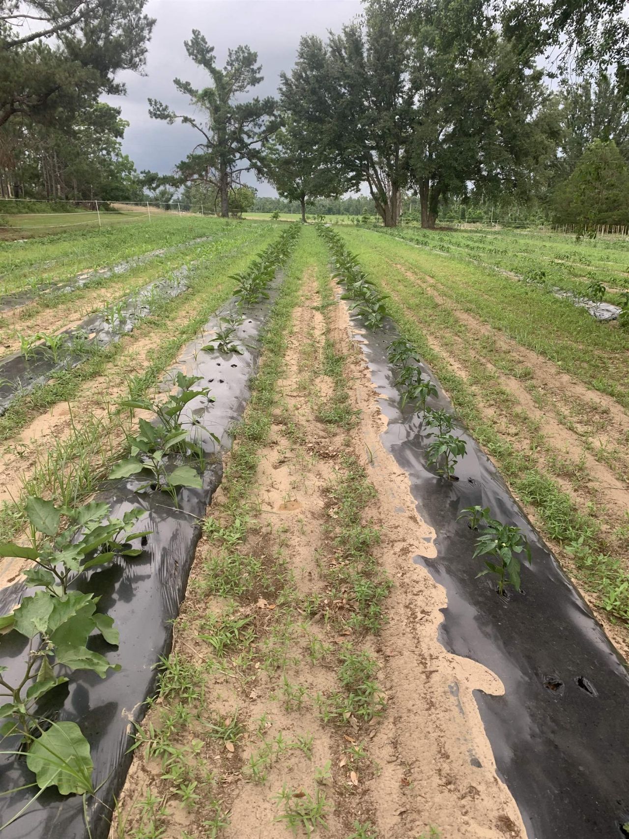 1701 SW Moseley Hall Road , Madison, FL 32340 Photo