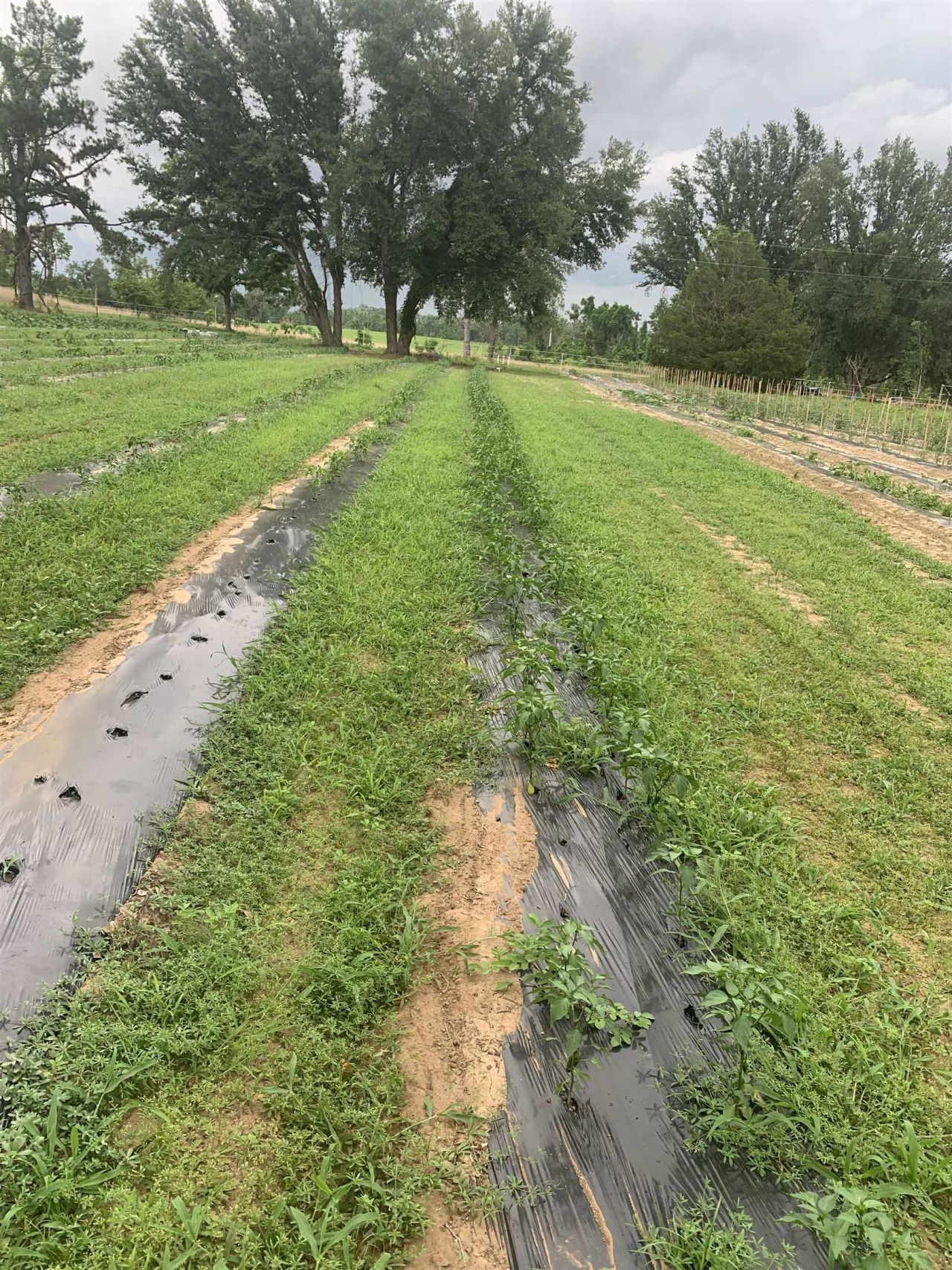 1701 SW Moseley Hall Road , Madison, FL 32340 Photo