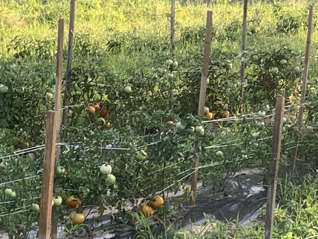 1701 SW Moseley Hall Road , Madison, FL 32340 Photo