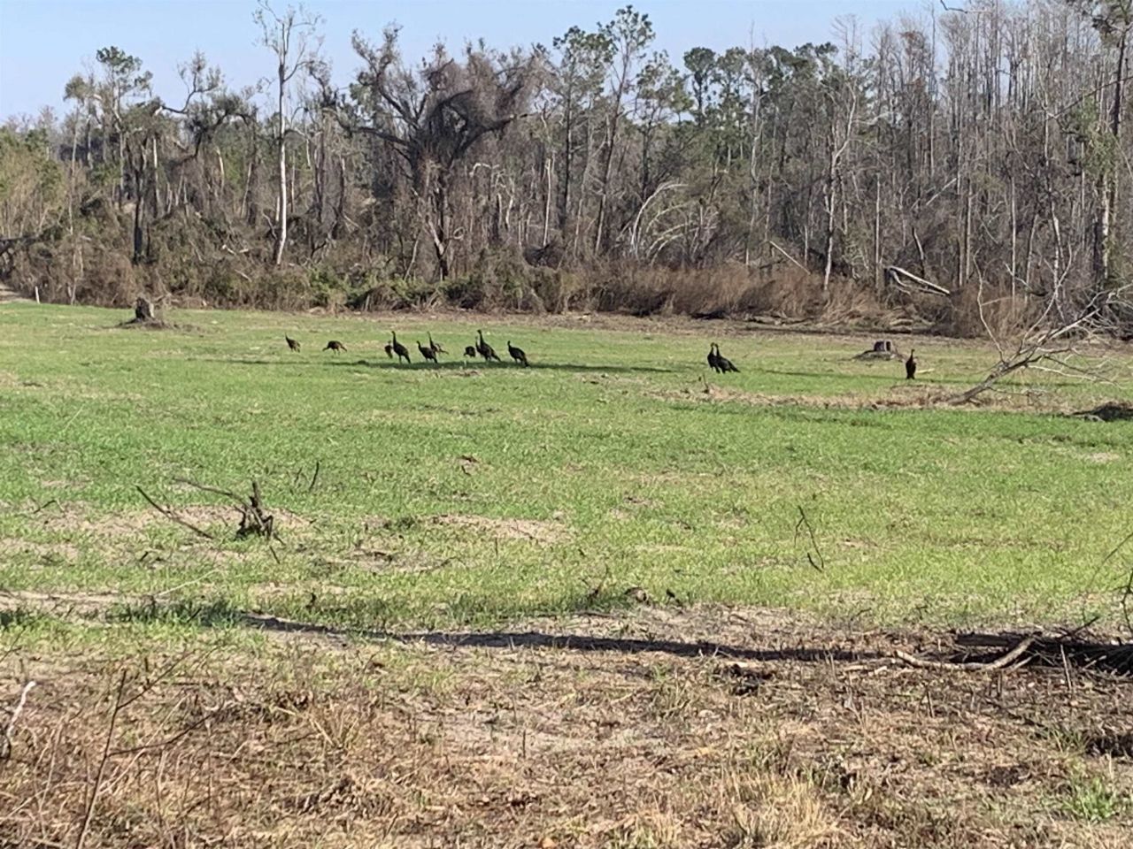 1701 SW Moseley Hall Road , Madison, FL 32340 Photo