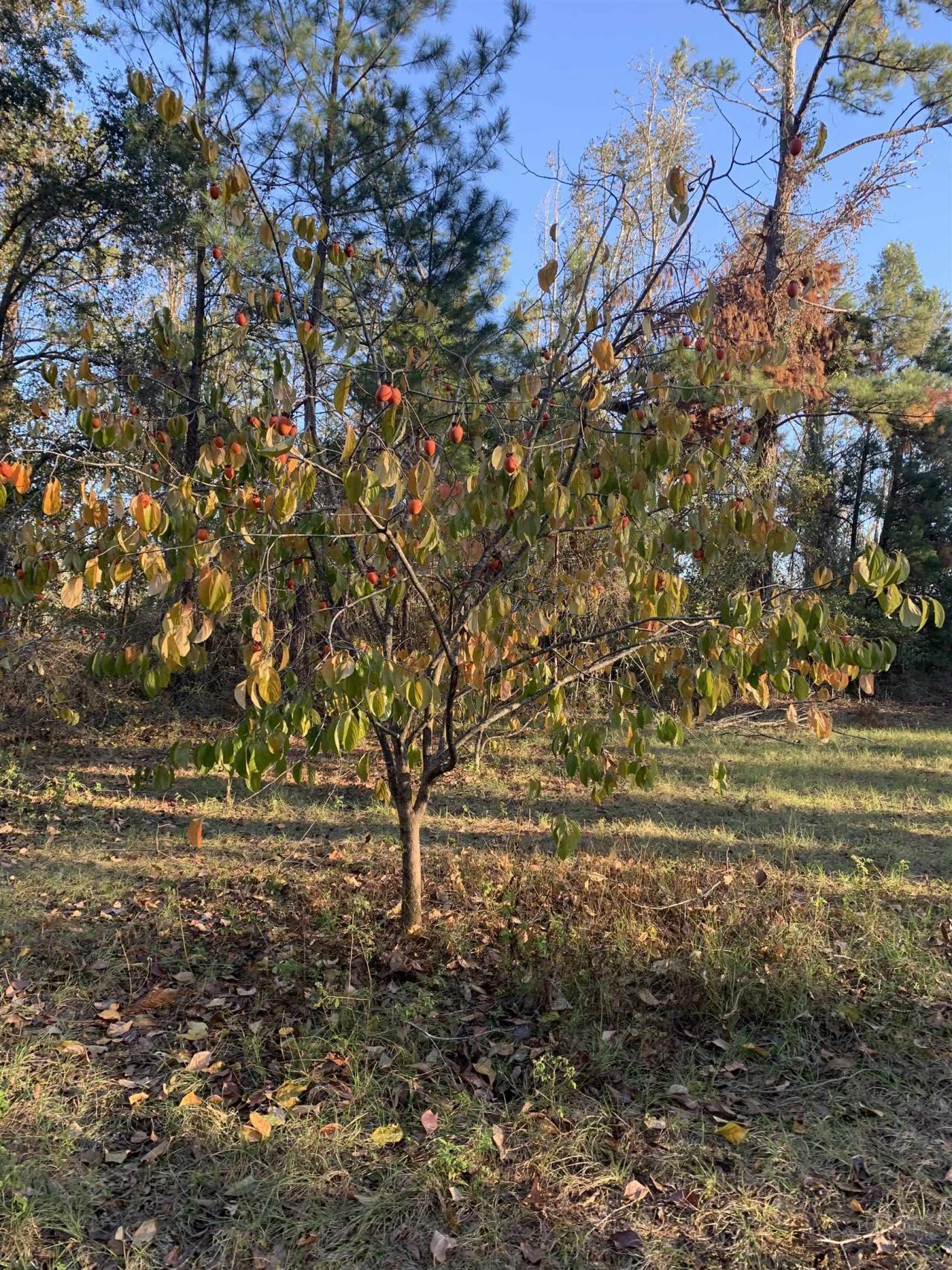 1701 SW Moseley Hall Road , Madison, FL 32340 Photo