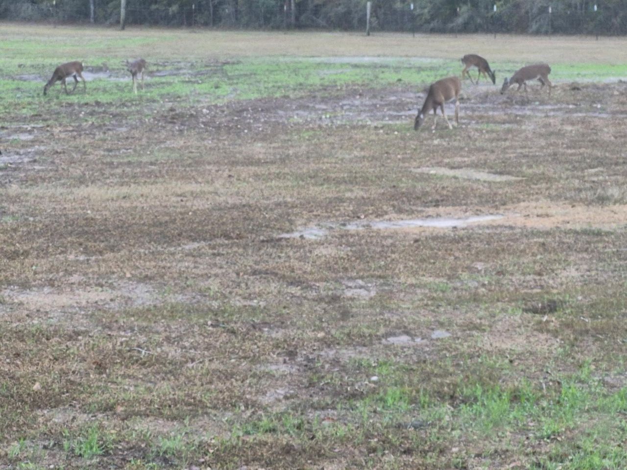 1701 SW Moseley Hall Road , Madison, FL 32340 Photo