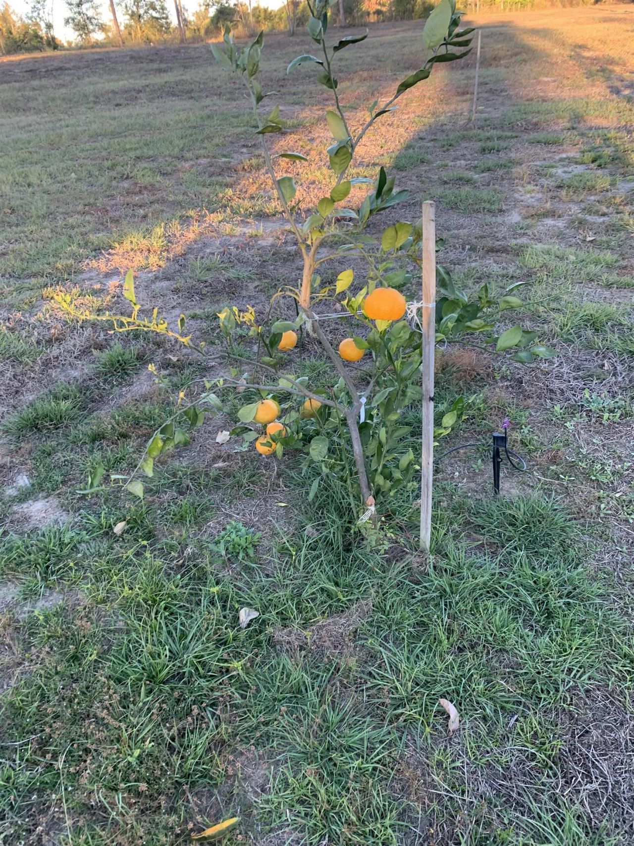 1701 SW Moseley Hall Road , Madison, FL 32340 Photo