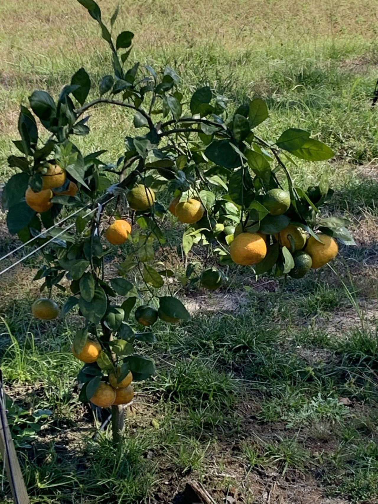 1701 SW Moseley Hall Road , Madison, FL 32340 Photo