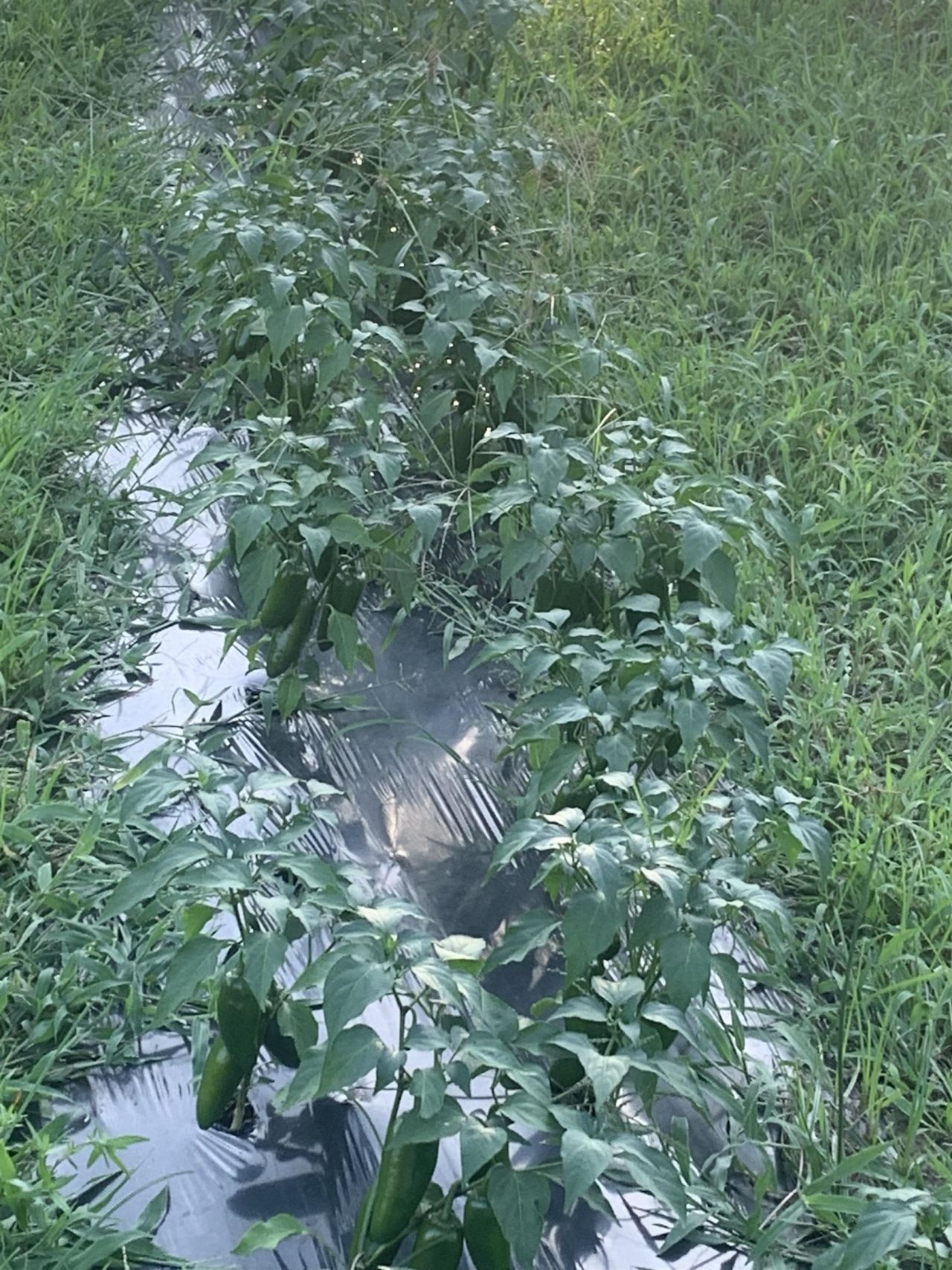 1701 SW Moseley Hall Road , Madison, FL 32340 Photo