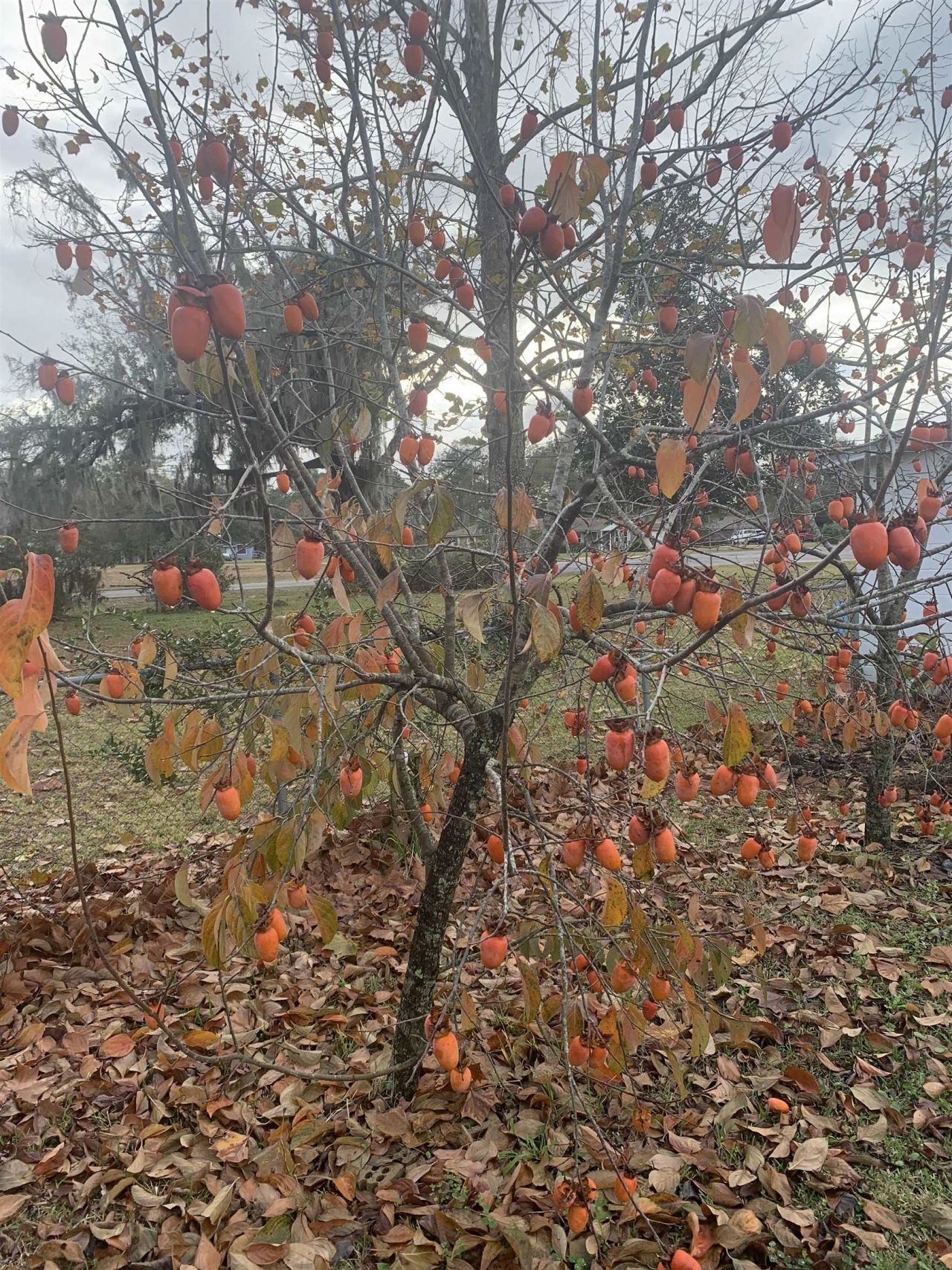 1701 SW Moseley Hall Road , Madison, FL 32340 Photo